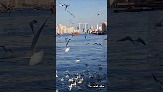 Migratory birds #abra #burdubai #uae #dubai #birds #nature #travel #seagulls #nature #migration