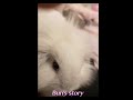 Bun the Fuzzy Lop Bunny. Sad story with a happy ending. ✿