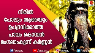 അനുസരണയും ശാന്തതയും സവിശേഷതയാക്കിയ മംഗലാംകുന്ന് കർണ്ണൻ | Mangalamkunnu Karnan | Kairali TV