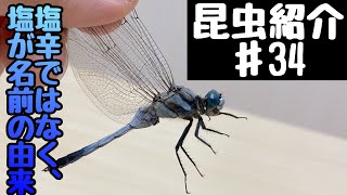 【昆虫採集#34】シオカラトンボのオス:名前の由来について！