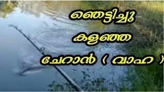 ഈ ഫ്രോഗിൽ മീനുറപ്പാ.💯%Best Frog Lure For Snakehead Fishing Kerala/Fishing Malayalam