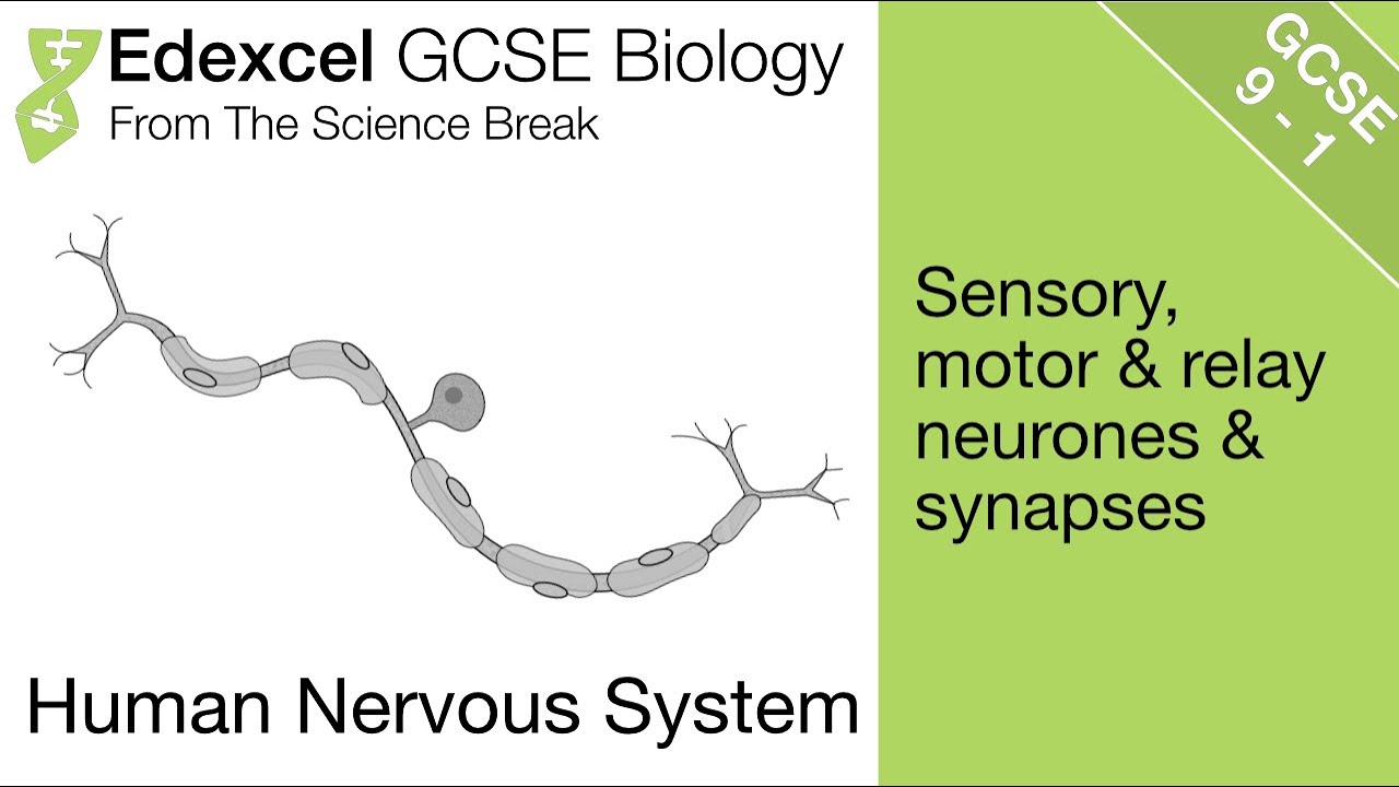 Edexcel GCSE Biology - The Nervous System - YouTube