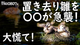 0807B【カルガモ親子 急な雨に雛鳥を置き去り】〇〇にすごく慌てて逃げる雛。雛鳥の成長度合いいろいろ。カワセミ、メジロ、カワウ潜水。　#身近な生き物語　#カルガモ親子　#カワセミ