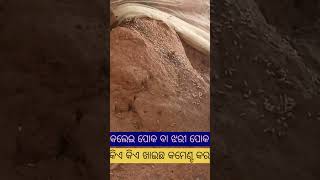 ଏପୋକ କୁ କିଏ କିଏ ଖାଇଛ କାମେଣ୍ଟ କର || daily vlog odia || short video || @SweetMoment-sc3bm