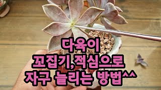 다육이 꼬집기와 적심으로 자구늘리는 방법^^핑크용월 키우기多肉植物 succulent plant 다육식물