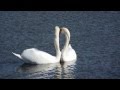 Vuelo de los cisnes