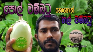 ලංකාවේ විශාලතම වම්බටු  විශේෂය හදුනා ගනිමු