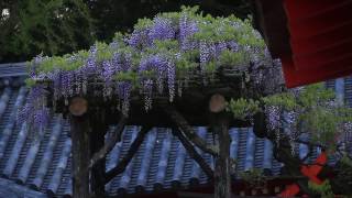 多賀神社の藤（春日大社）