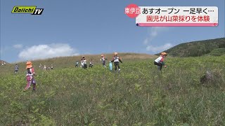 園児が一足早く山菜採り体験　静岡・東伊豆町「稲取細野高原山菜狩り園」