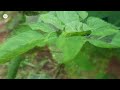 കുപ്പമേനി പൂച്ചമയക്കി acalypha indica sanjeevani kuppaimeni medicinalplantmalayalam