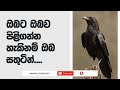 Sinhala Podcast | ඔබ ඔබව තවත් අයෙක් සමඟ සංසන්දනයෙන් මොකක්ද වෙන්නේ? | 2023.05.10