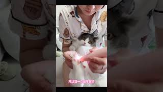 cat life 怎么會有剃腳毛這么乖的小貓咪呢