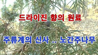 추억 돋는 드라이진의 향의 원료 - 노간주나무