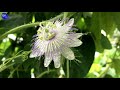 10 hermosas variedades de passiflora