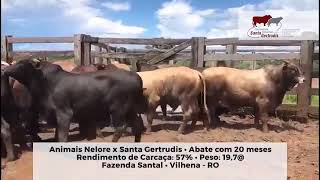 Boiada cruza Santa Gertrudis x Nelore  Touro Justus CRV Lagoa