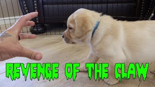 PUPPIES VS THE CLAW Pt.2