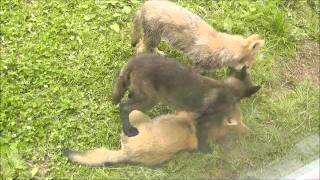 2011年7月27日　旭山動物園　シンリンオオカミ３