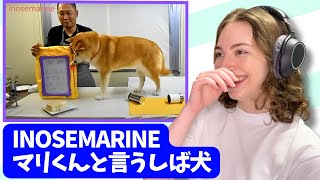 【海外の反応】 マリくんと言う可愛いしば犬 inosemarine #リアクション #しばいぬ