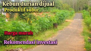 KEBUN DURIAN DIJUAL ‼️ Durian Bawor Monthong Asli Banyumas Tanah Subur Sangat Produktif