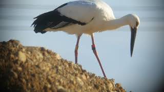 磐田市大池にコウノトリが現る１」