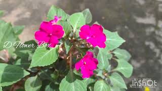 chinese Balsam/Impatiens/ Busy lizzie planting, care and propogation