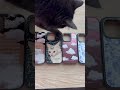 My cat Luna picks her favorite iPhone case from @Casetify #cutecats 🐈‍⬛