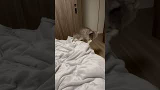 人間の言葉を理解した猫 #cat #ねこ #ねこのいる生活 #ねこ動画 #猫 #ミヌエット