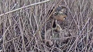 Latvian Eurasian Bittern~Pretty strange looking mating~8:38 AM 2022/04/28