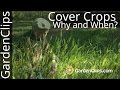 Cover Crops - Which are best. When and why to plant them.