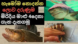 මෙන්න ලොව බයානකම මිරිදිය මාළු 4දෙනා top 4 aggressive fresh water monster fish