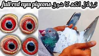 Heera lal original kabooter high quality pigeon + chaudhry sab walay teddy kabooter