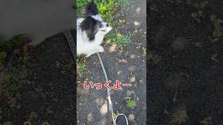 【パピヨン】愛犬が可愛すぎる【持ってきて】　#パピヨン　#散歩中の遊び　#楽しすぎる　#犬と遊ぶ  #papillon