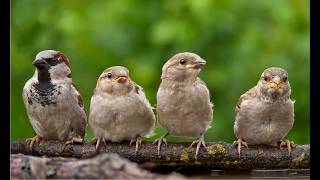 Sparrows: The Tiny Titans of Nature!