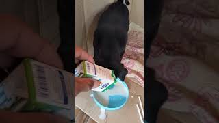 🍼កូនឆ្កែញាំទឹកដោះគោ🧃The dog is drinking milk🍼🐕