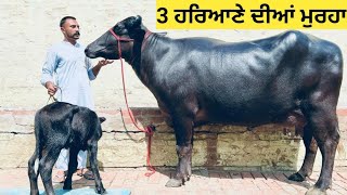 3 ਹਰਿਆਣੇ ਦੀਆਂ ਮੁਰਹਾ ਝੋਟੀਆਂ for sale !!ਪਿੰਡ#ਲੋਹਖੇੜਾ!!ਧਨੌਲਾ ਮੰਡੀ !! 3 murha for sale ||