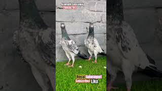 Royal Saharanpuri Kalsire | Mob 7895507817 | #pigeon #saharanpuripigeon #kabootar #kabutar #birds