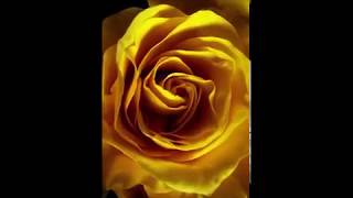 Yellow Rose Blooming