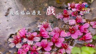 獨立特派員 第585集 (我在福山遇見戲)