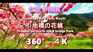 仁淀 PINK  引地橋の花桃  360° 4K