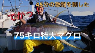 75キロ特大マグロ釣れたどー！！           #short