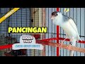 PANCINGAN Kenari PAUD Agar Cepat Bunyi || MASTERAN Burung KENARI Gacor Panjang #24