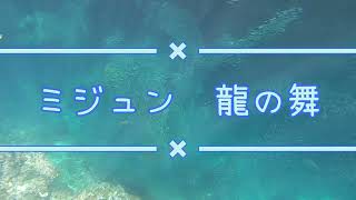 青の洞窟　ミジュンの群れ　龍のように舞う