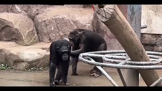 FUNNY Apes Around the World🐵| Best Video Compilation😂