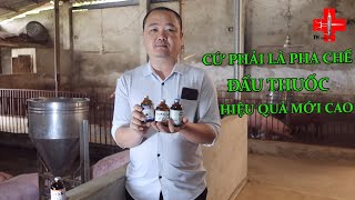 CỨ PHẢI LÀ PHA CHẾ ĐẤU THUỐC HIỆU QUẢ MỚI CAO | SÁNG TẠO THÚ Y TUẤN HOÀNG