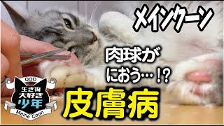 【メインクーン】肉球がくさい？猫の皮膚病と炎症