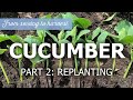 Cucumber from sowing to harvest - Replanting