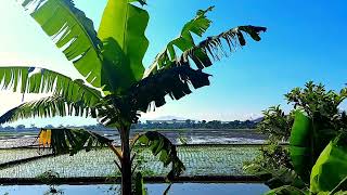 KECAPI SULING SUNDA MERDU || Kecapi Suling Sunda Paling Merdu || Suasana Sawah Tengah Kota Bandung