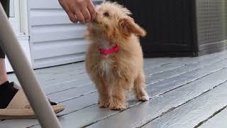 Pippa Training Update -week 1