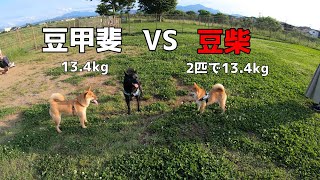 【甲斐犬】豆甲斐vs豆柴【柴犬】