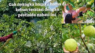 CARA MEMBUAT PESTISIDA NABATI PALING AMPUH  UNTUK HAMA LALAT BUAH DARI AWAL HINGGA APLIKASINYA.